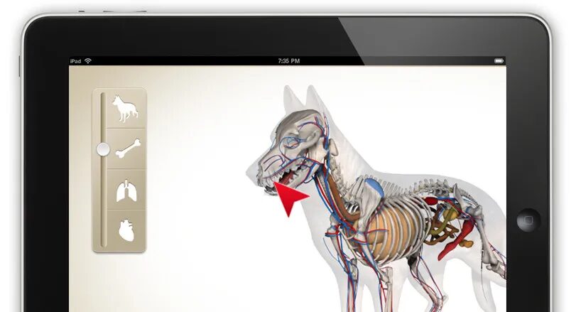Application Royal Canin sur tablette avec anatomie du chien.