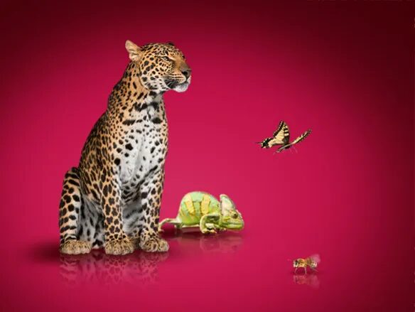 Visuel animalier avec léopard, caméléon et papillon pour C6